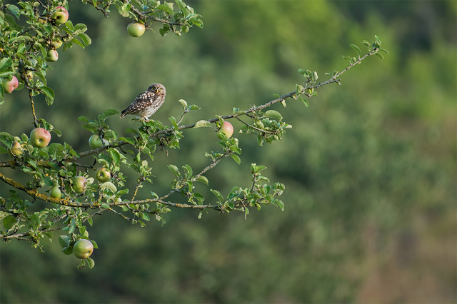 810_1225_2a_JPG — 1